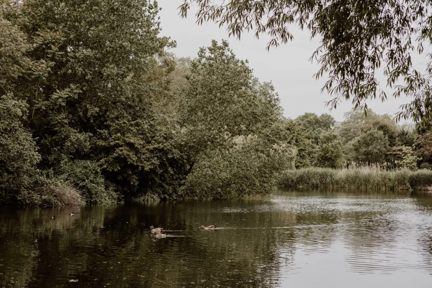 A bathing pond on Hampstead Heath in London