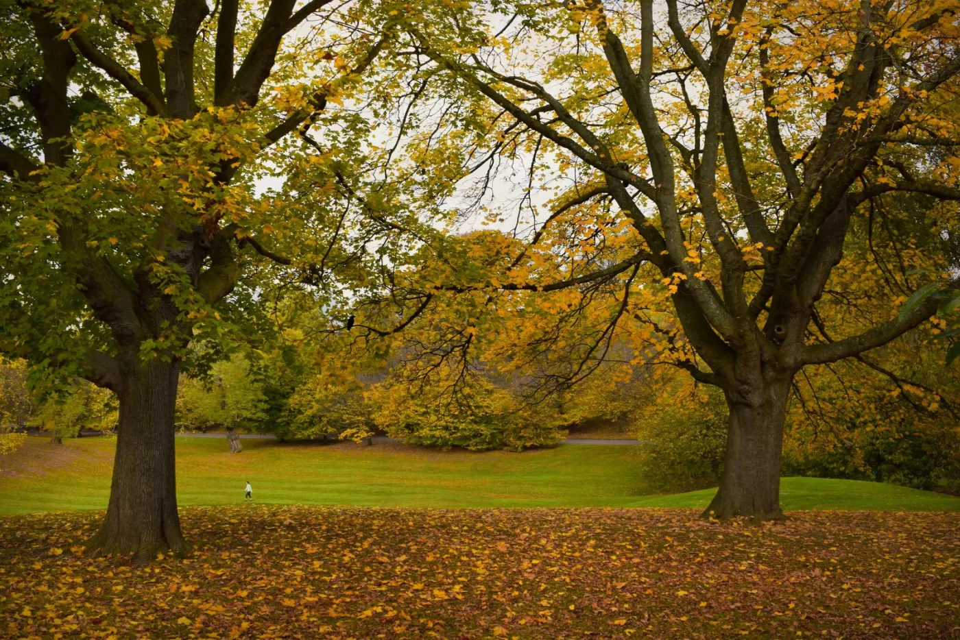Vibrant autumn foliage in a peaceful London park, creating a picturesque natural scene.