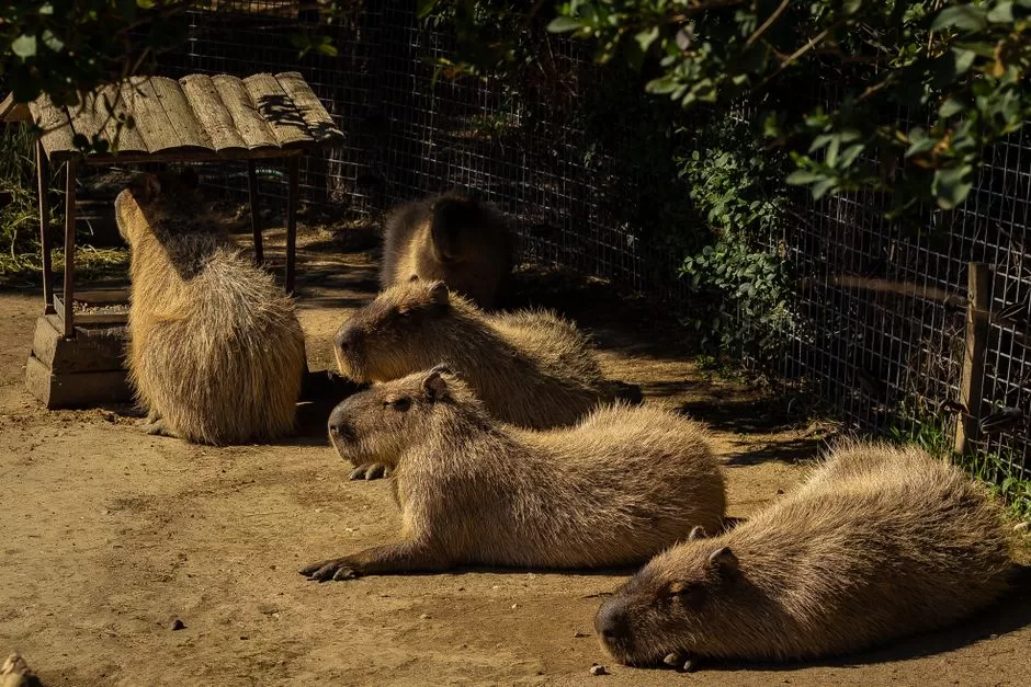 A capybara resting by water