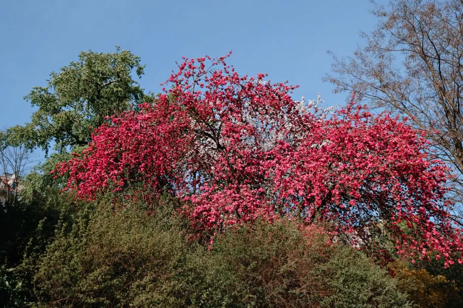 Cherry blossom in a park