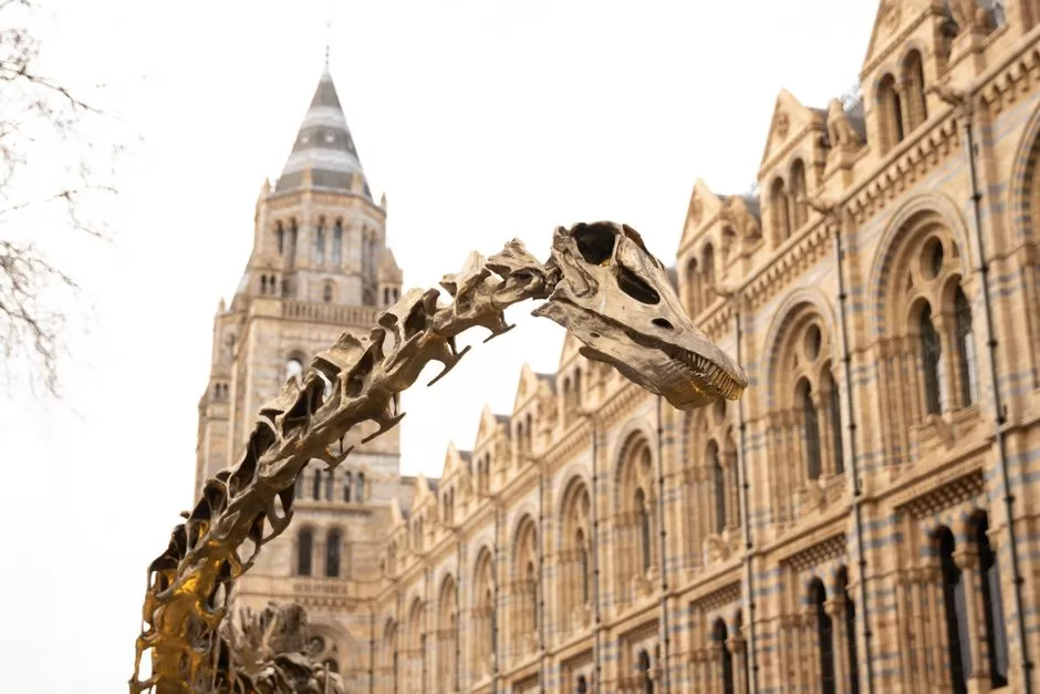 A dinosaur skeleton in a museum hall