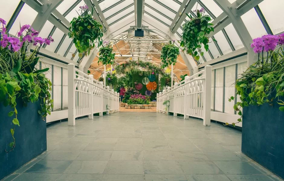 Orchids in a glasshouse
