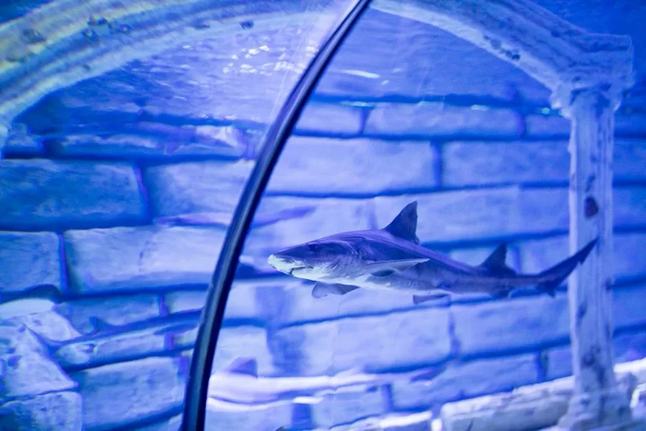 Fish in a large aquarium tank