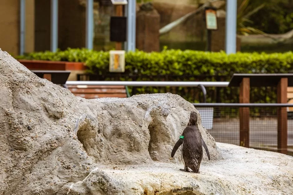 Penguins in a zoo enclosure