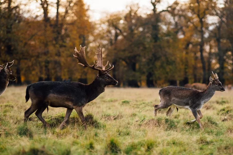 Deer in an English parkland estate