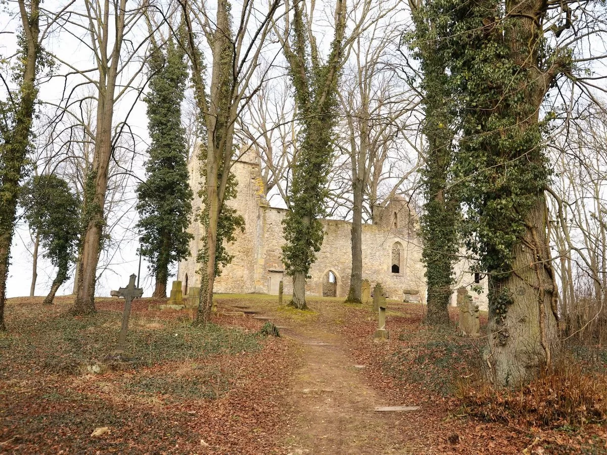 Ivy growing through a ruined church